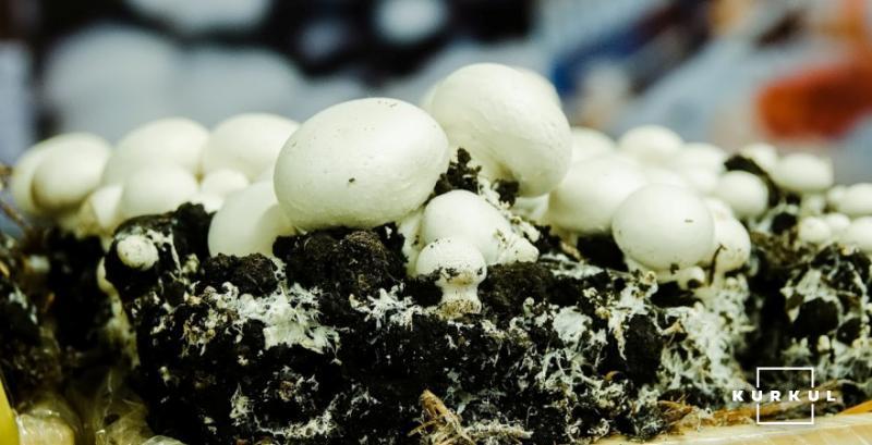 Вирощування грибів: що гальмує українських виробників