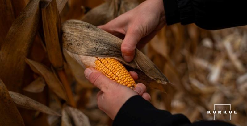 Як вирощувати кукурудзу з максимальною рентабельністю в Україні