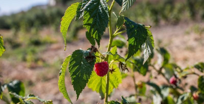 Весняний догляд за малиною: обрізка, живлення і захист від хвороб