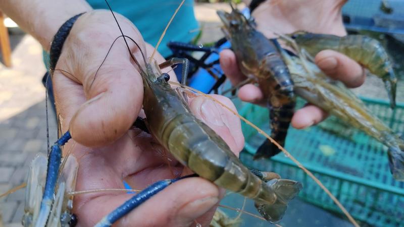 Заробіток на креветках чи на людях — історії підприємців