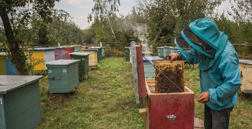 Чудова праця бджіл: розведення квіткових рослин та виробництво меду