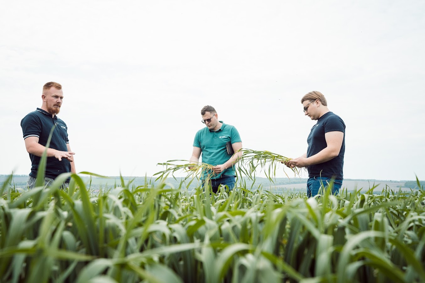 Посівна кукурудзи проти соняшнику – хто перемагає в Центрі України