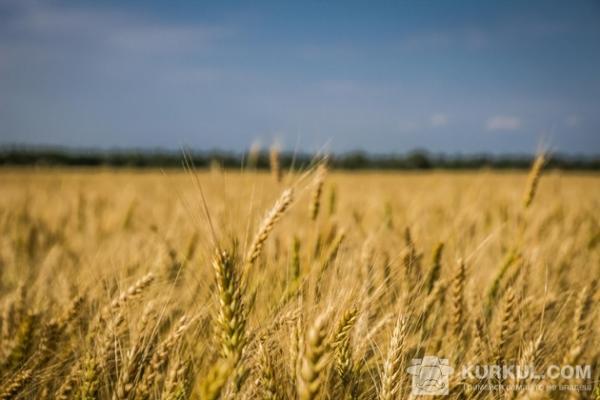 Пшениця на полях ПСП «Орельське»