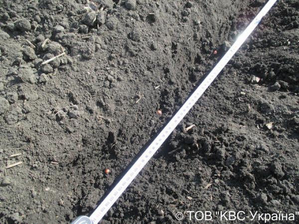 Густота висіву – 5 насінин на 1 погонний метр