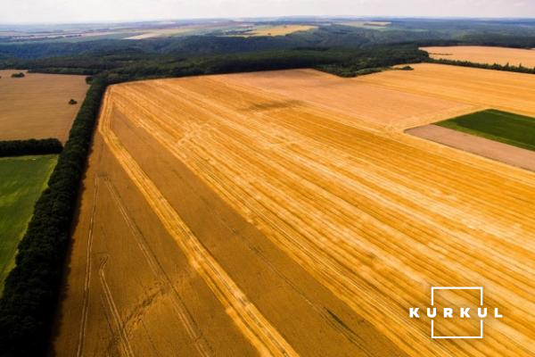 Пшениця ТОВ «Агро-Еко ХХІ Плюс» у ІІІ декаді липня