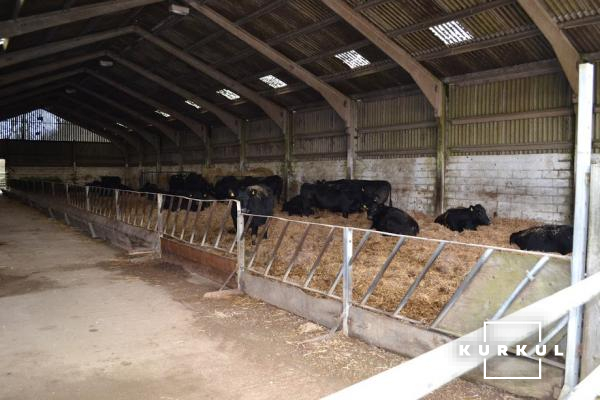 Корови породи Блек Ангус у GlebeFarm (Великобританія)