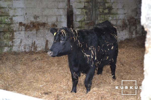 Корови породи Блек Ангус у GlebeFarm (Великобританія)