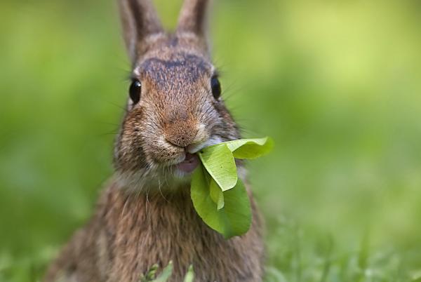 Заєць їсть листя дерев у саду