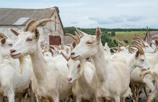 Фото: Ферма "Бабины козы", козы зааненской породы