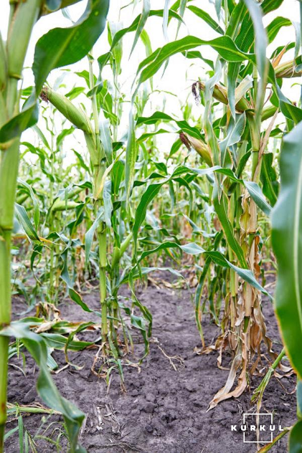 Посіви кукурудзи господарства «Галаган-Агро»