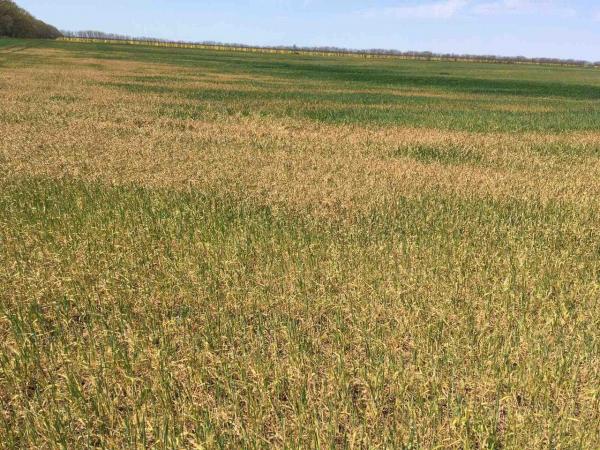 Проблемні посіви пшениці