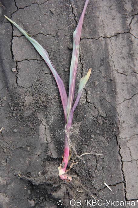 Пошкодження кореневої системи, що призвело до зміни забарвлення рослини