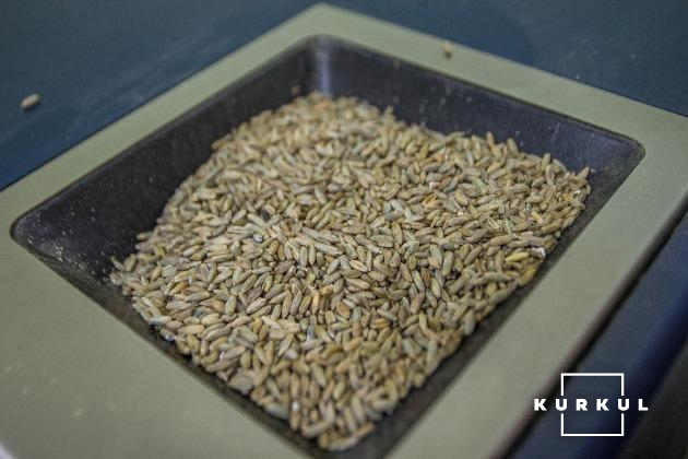 Перевірка якості зерна у лабораторії підприємства «Старий Млин»