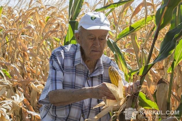 Інститут презентував до 40 видів кукурудзи