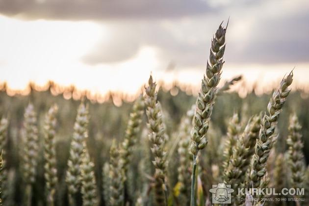 Пшениця на полях Трайгон Фармінг Харків