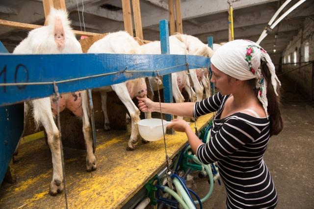 Фото: Ферма "Бабины козы", процесс подготовки к доению