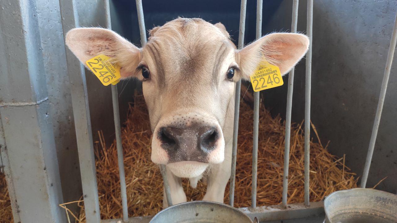  Корова породи Brown Swiss на молочно-виробничому комплексі, що входить у структуру «Перемога АВК» — «Єкатеринославський». 