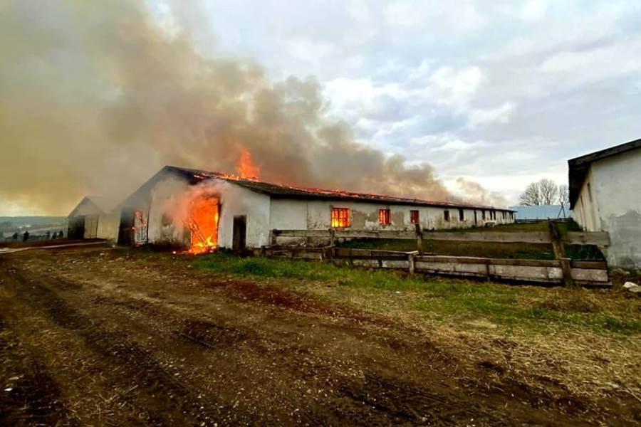 Гусиная ферма горит во Владимирской области на площади 1,2 тыс "квадратов"