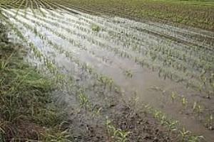 Опади завдали шкоди посівам у Тернопільскій області