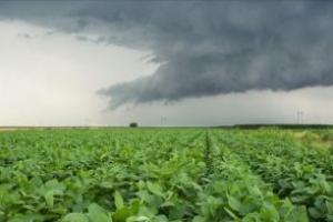 Погода сприяє урожаю зернових — Укргідрометцентр