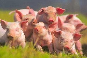 В Польщі скорочується племінне стадо свиней