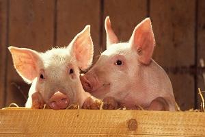 ФАО підтримає кооперацію виробників свинини