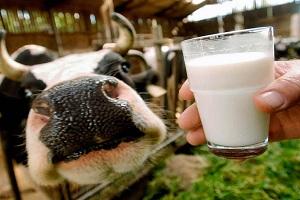 Виробництво молока скоротилось на 4,2%
