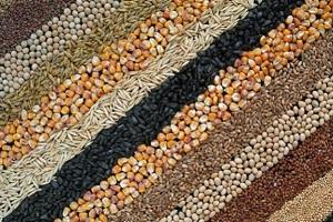 Україна експортуватиме насіння на ринки ЄС — Рутицька 