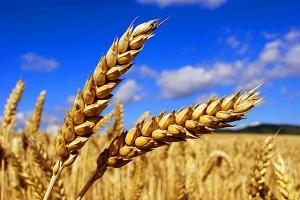 Виробництво пшениці збільшиться на 2,6 млн —  USDA