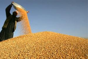 На Кіровоградщині планують зібрати 3 млн т зерна