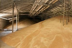Запаси зерна в Україні  продовжують рости  — Держстат