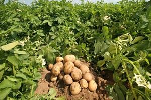 Ціни на ранню картоплю на 30% нижче ніж торік