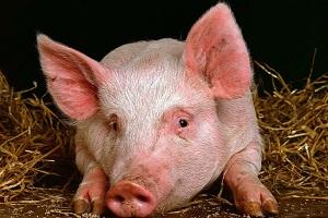На ринку живця свиней очікується ріст цін