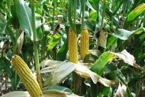 На Кіровоградщині 65% посівів кукурудзи у незадовільному стані