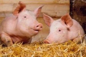Українські виробники реалізували 487,9 тис. т свинини