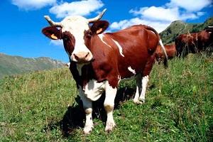 Латвія. Ціни на молоко спонукають фермерів вирізати стадо