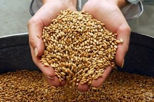 Квота ЄС на пшеницю вибрана на всі 100%