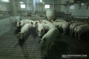 Фермерам стало невигідно займатися розведенням свиней — думка