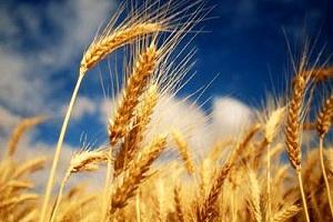 Миколаївщина збере рекордний урожай озимої пшениці — прогноз