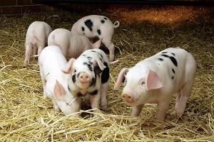 Обсяги виробництва свинини зменшуються