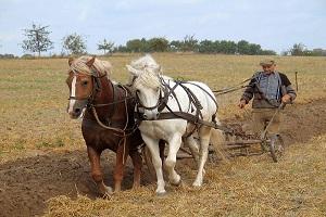 Франція допоможе фермерам вести господарство — Павленко