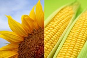 На Луганщині спостерігається відставання у рості кукурудзи та соняшника