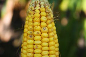 Посівні площі кукурудзи зменшились на півмільйона