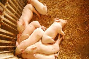 Вчені вивели геномодифікованих свиней
