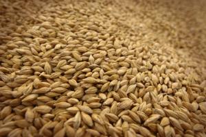 В Миколаївській області обмолочено 136,5 тис. т зерна