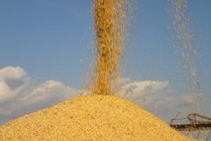 Україна експортувала 300 тис. т зерна