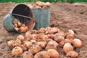На Сумщині – проблема з реалізацією картоплі – учасник ринку