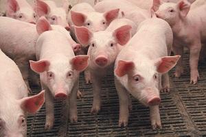 Ціни на свинину злетіли, а реалізація зменшилась на 20%