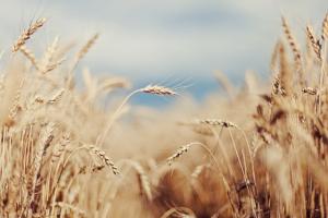 Урожайність озимих зернових на Хмельниччині становить 45ц/га