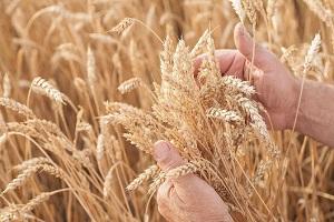 В Україні зібрано 4,5 млн т зерна